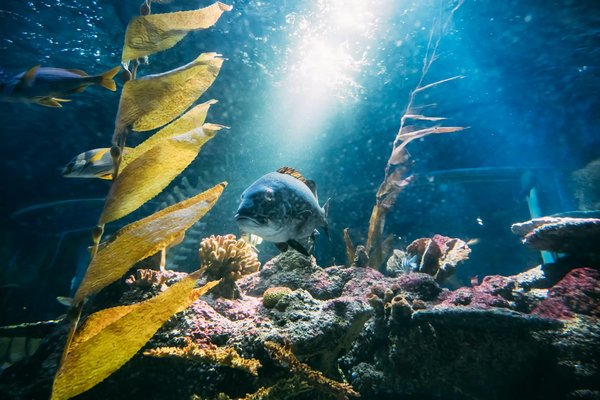 Quels dispositifs utiliser pour déménager un grand aquarium marin?