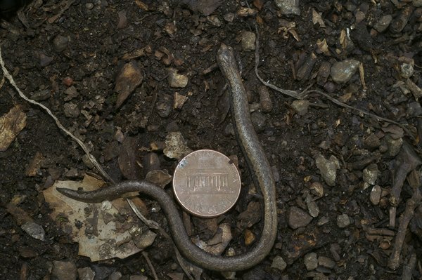 Comment choisir entre une pompe à chaleur air-air et une pompe à chaleur air-eau?